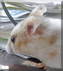 Mocha the Teddybear/Syrian mix Hamster