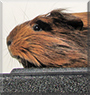 Leana the Peruvian Guinea Pig
