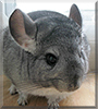 ChiChi the Chinchilla