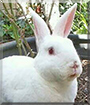 Harriet the Rabbit