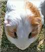 Yoyo the Guinea Pig TITLE=