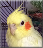 Sirri the Cockatiel