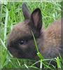 Schnugi the Dwarf Rabbit