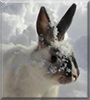 Sox the Rabbit