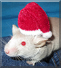 Cookie Crumb the Fancy Mouse