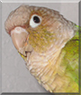 Honey the Green Cheek Conure
