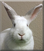 Libby Lou the California/New Zealand mix Rabbit