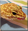 Solar the Leopard Gecko
