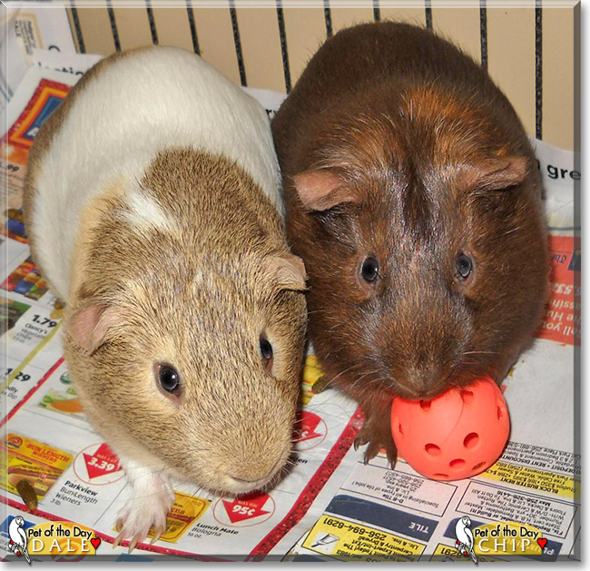 Chip, Dale, the Pet of the Day Chip, Dale, the Pet of the Day
