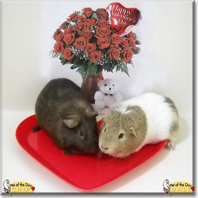 Chip, Dale, the Pet of the Day Chip, Dale, the Pet of the Day