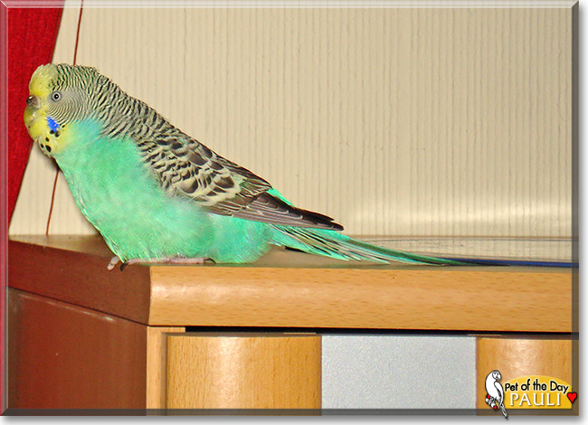 Pauli, the Pet of the Day Pauli, the Pet of the Day