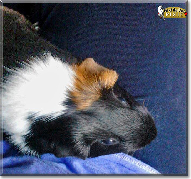 Pixie, the Pet of the Day Pixie, the Pet of the Day