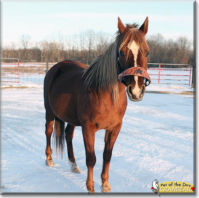 Gramizar, the Pet of the Day Gramizar the Arabian Horse, the Pet of the Day