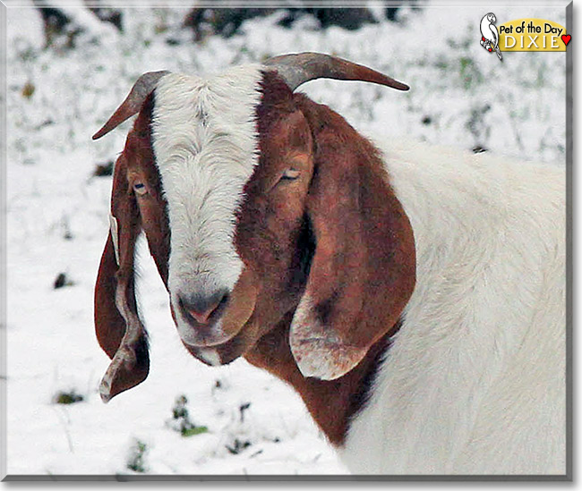 Dixie the American Boar Goat, the Pet of the Day