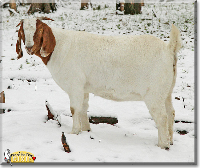 Dixie, the Pet of the Day