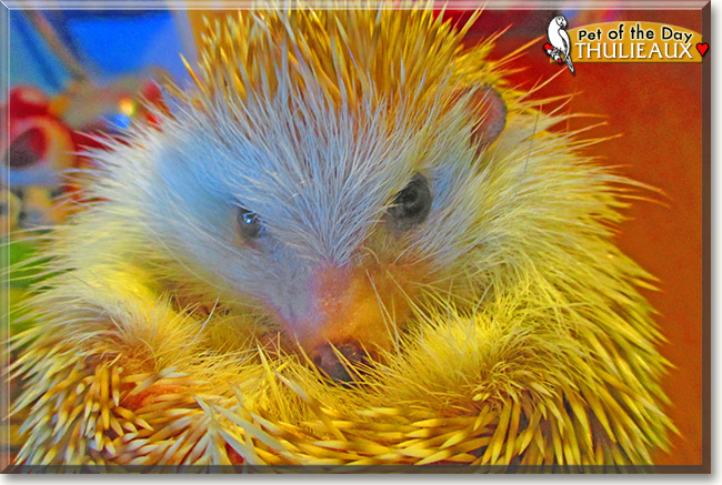 Thulieaux, the Pet of the Day Thulieaux, the Pet of the Day