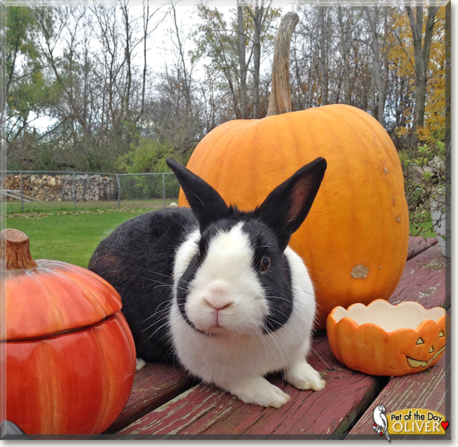 Oliver, the Pet of the Day Oliver, the Pet of the Day