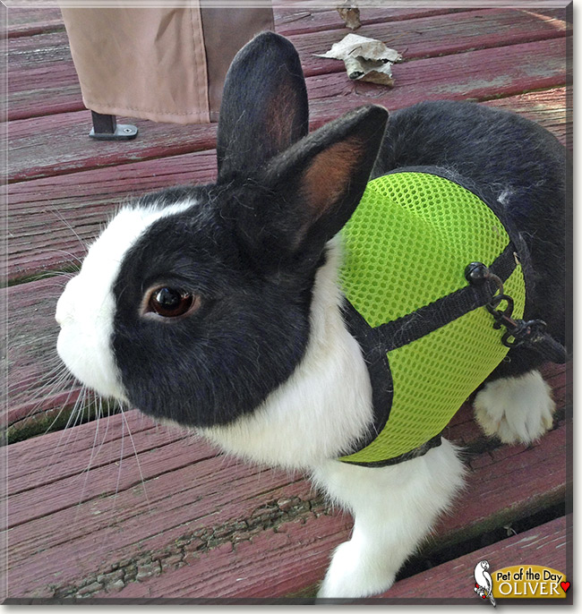 Oliver, the Pet of the Day Oliver, the Pet of the Day