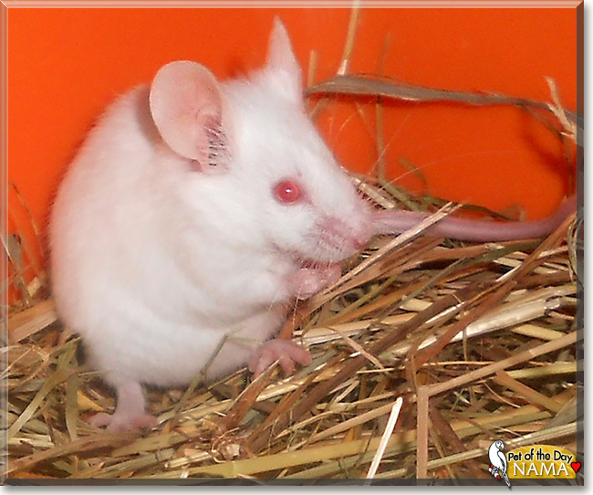 Nama, the Pet of the Day