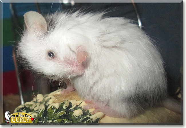Curly, the Pet of the Day Curly, the Pet of the Day