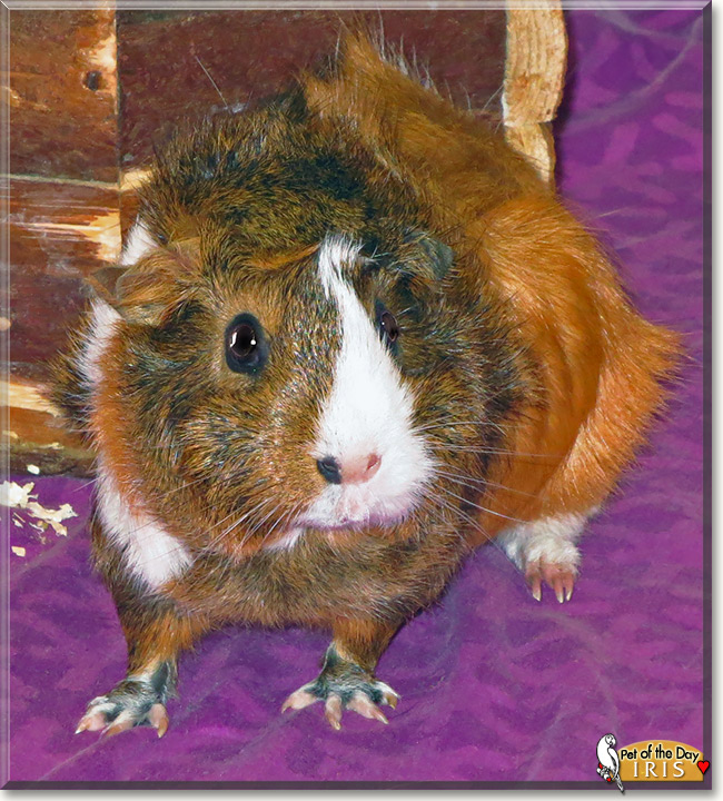 Iris, the Pet of the Day