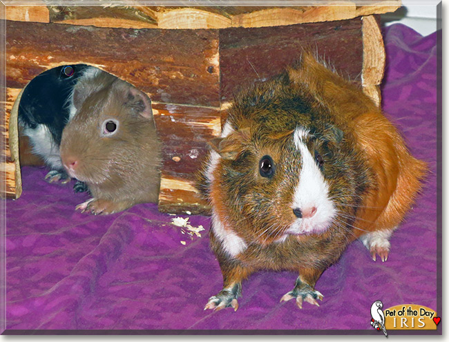 Iris, the Pet of the Day Iris, the Pet of the Day