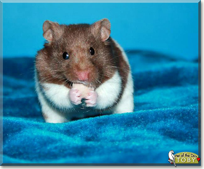 Toby Cookie, the Pet of the Day Toby Cookie, the Pet of the Day