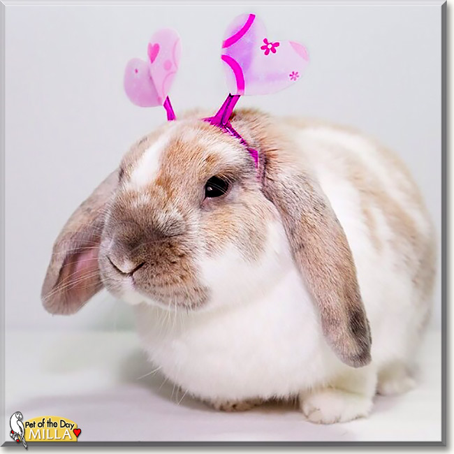 Milla, the Pet of the Day