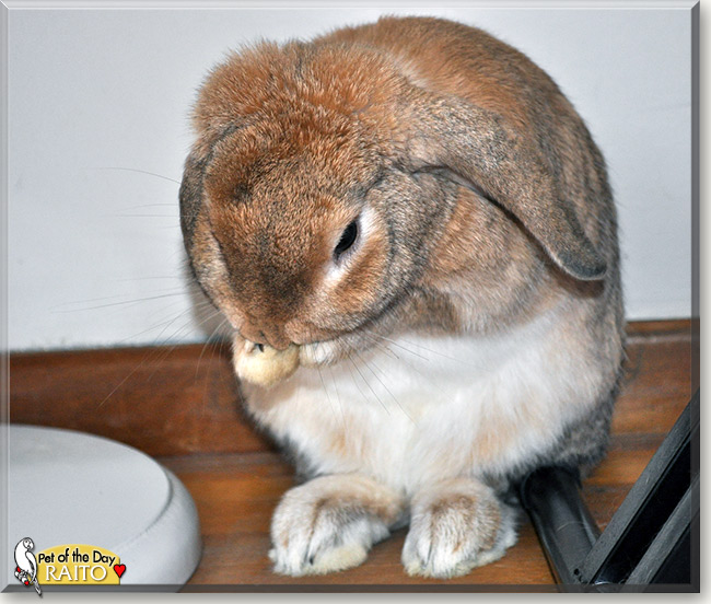Raito, the Pet of the Day