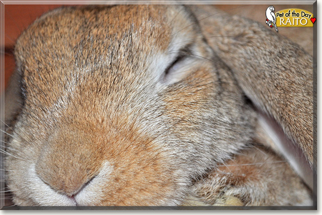 Raito, the Pet of the Day Raito, the Pet of the Day