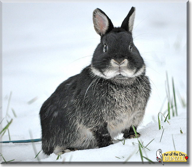 Bunzle, the Pet of the Day Bunzle, the Pet of the Day