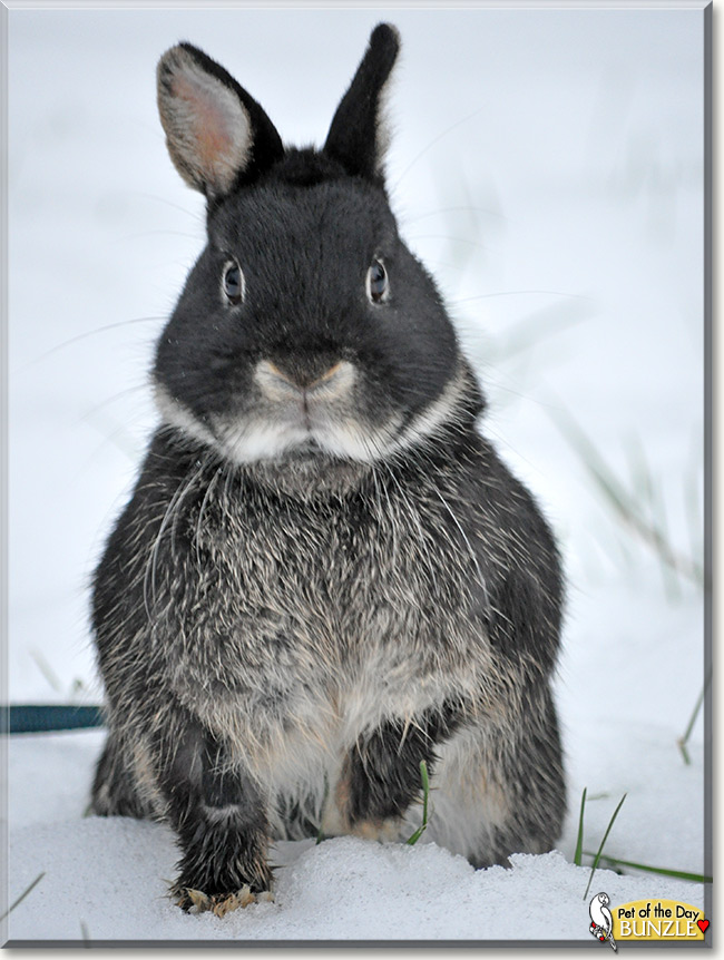 Bunzle, the Pet of the Day Bunzle, the Pet of the Day