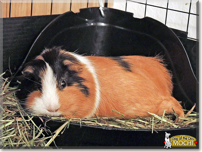 Mochi, the Pet of the Day Mochi, the Pet of the Day