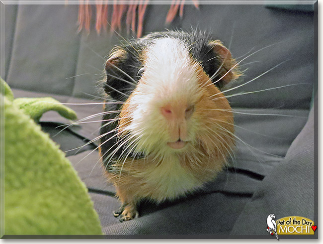 Mochi, the Pet of the Day Mochi, the Pet of the Day