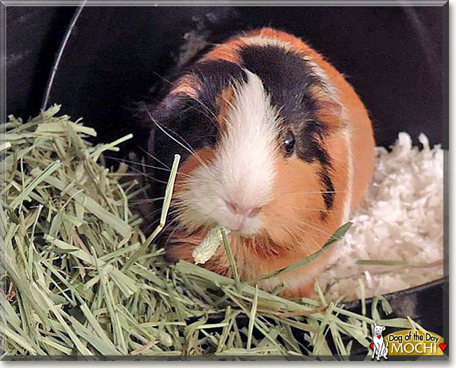 Mochi, the Pet of the Day Mochi, the Pet of the Day