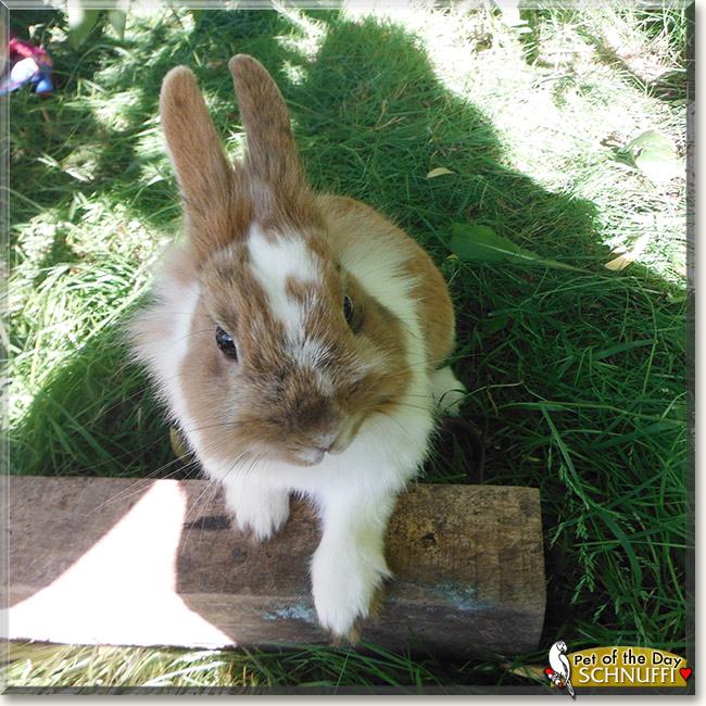Schnuffi, the Pet of the Day Schnuffi, the Pet of the Day