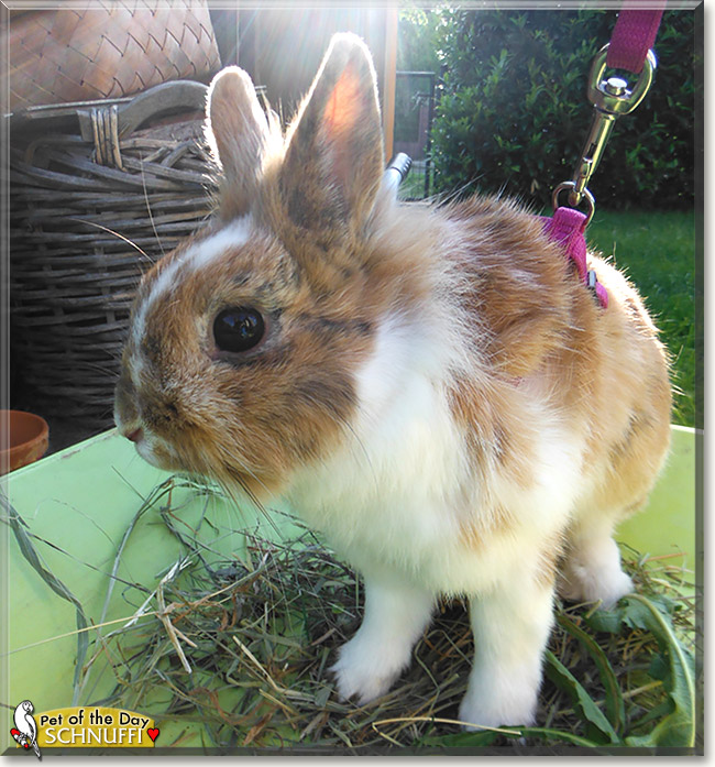 Schnuffi, the Pet of the Day Schnuffi, the Pet of the Day