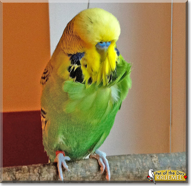 Kruemel, the Pet of the Day