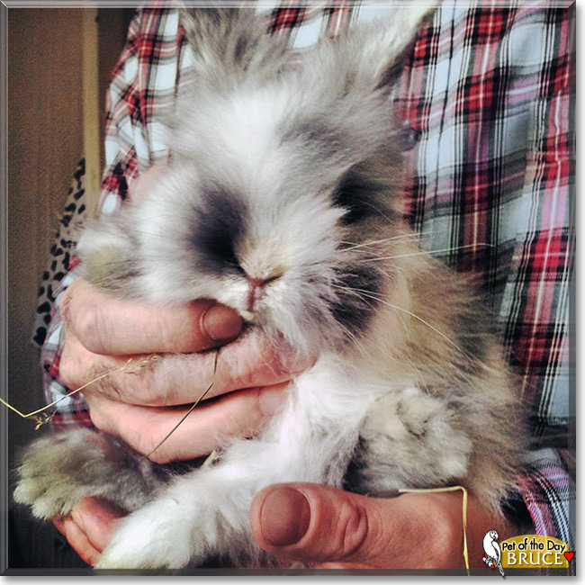 Groovy Bruce, the Pet of the Day Groovy Bruce, the Pet of the Day