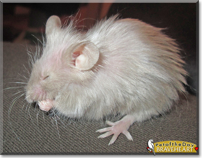 Braveheart, the Pet of the Day Braveheart, the Pet of the Day