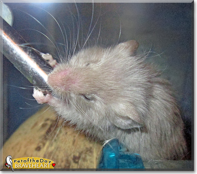 Braveheart, the Pet of the Day Braveheart, the Pet of the Day