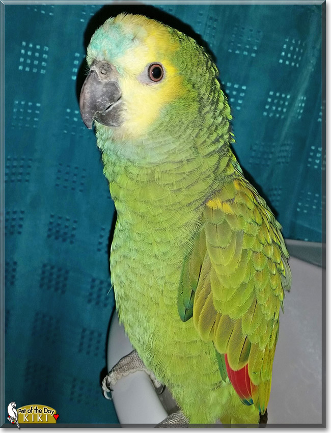 Kiki, the Pet of the Day Kiki, the Pet of the Day