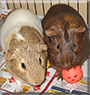 Chip, Dale the Guinea Pig