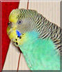 Pauli the Budgie