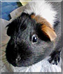 Pixie the Guinea Pig