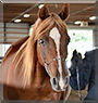 Gramizar the Arabian Horse