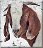 Dixie the American Boar Goat