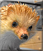 Thulieaux the African Pygmy Hedgehog