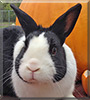 Oliver the Dutch Bunny