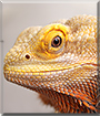 Princess Turkey the Bearded Dragon